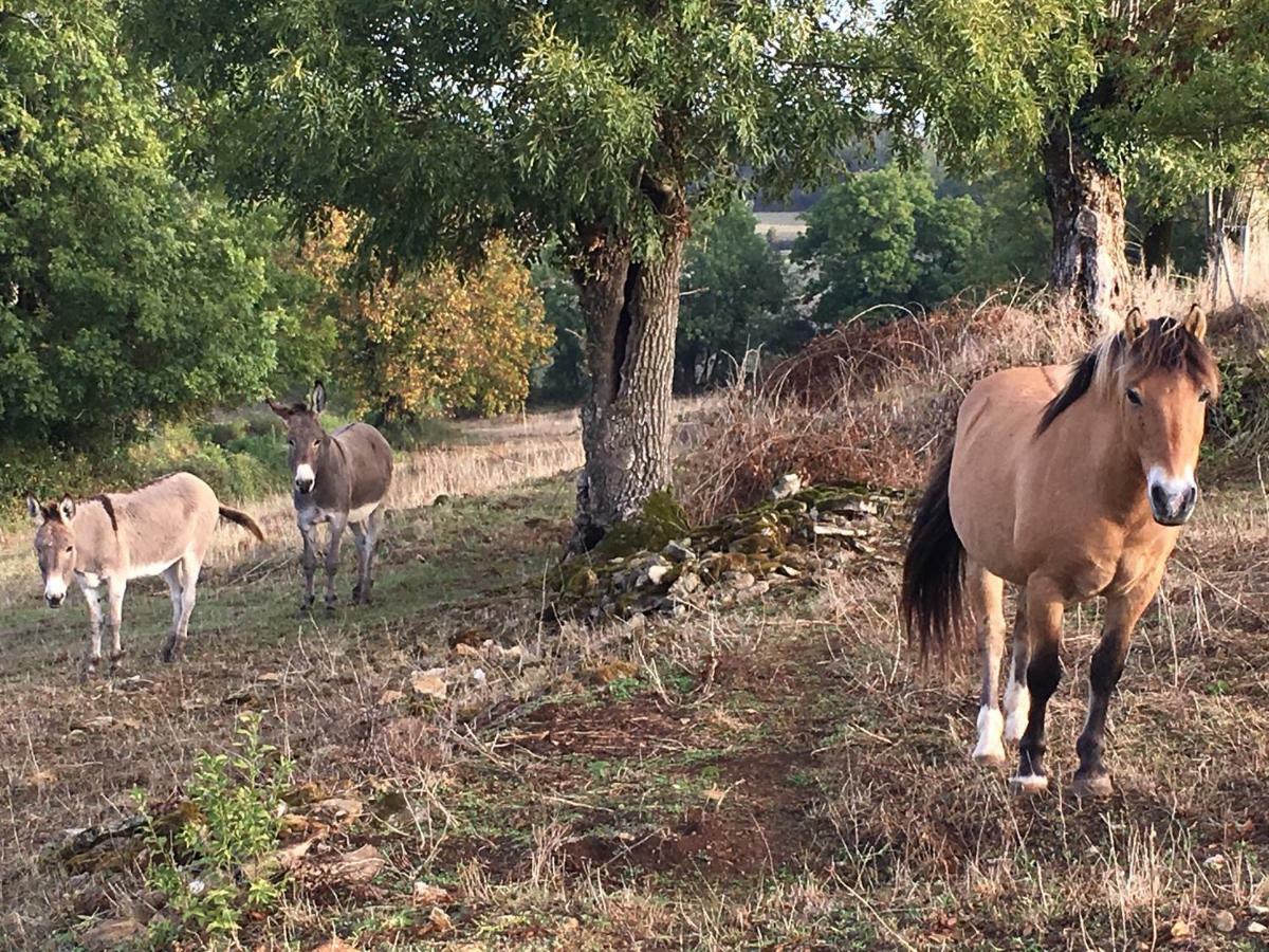 Gites Les Demeures De Valette Azay-le-Brule Екстер'єр фото